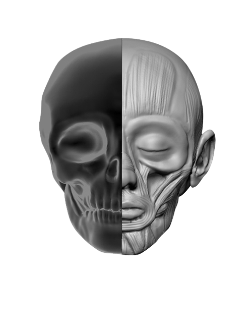 ANATOMY | ZBRUSH ANATOMY SCULPTING